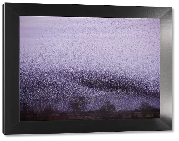 Huge flock of Common starlings (Sturnus vulgaris) flying in to roost over the reed beds at dusk
