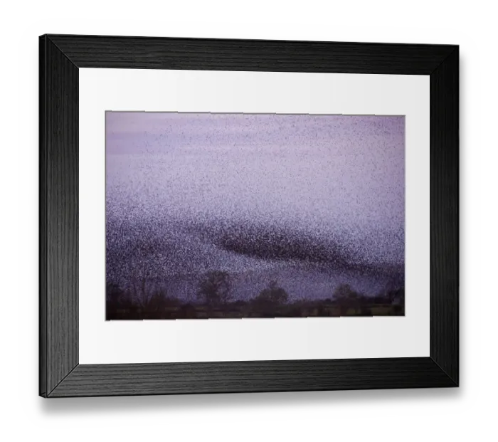 Framed Print : Huge flock of Common starlings (Sturnus vulgaris) flying in to roost over the reed beds at dusk Framed Print : Huge flock of Common starlings (Sturnus vulgaris) flying in to roost over the reed beds at dusk