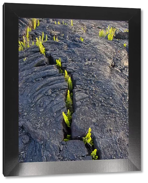 Lava field with growth of Dotted polypody fern (Polypodium pellucidum), Kilauea, Hawaii