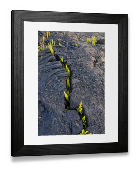 Framed Print : Lava field with growth of Dotted polypody fern (Polypodium pellucidum), Kilauea, Hawaii Framed Print : Lava field with growth of Dotted polypody fern (Polypodium pellucidum), Kilauea, Hawaii