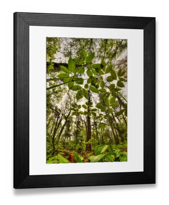 Framed Print : Looking up through the leaves of Wild sarsaparilla (Aralia nudicaulis) in woodland Framed Print : Looking up through the leaves of Wild sarsaparilla (Aralia nudicaulis) in woodland