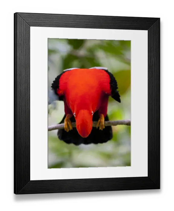 Framed Print : Male Andean Cock-of-the-Rock (Rupicola peruvianus) displaying. Cock-of-the-Rock Lodge, Peru, August Framed Print : Male Andean Cock-of-the-Rock (Rupicola peruvianus) displaying. Cock-of-the-Rock Lodge, Peru, August