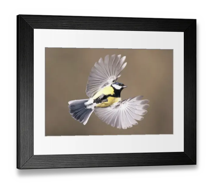 Framed Print : Great Tit (Parus major) in flight. Bavaria, Germany, December Framed Print : Great Tit (Parus major) in flight. Bavaria, Germany, December