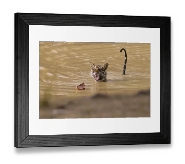 Framed Print : Young Tigress (Panthera tigris), 22 month, being frightened by a dead leaf Framed Print : Young Tigress (Panthera tigris), 22 month, being frightened by a dead leaf