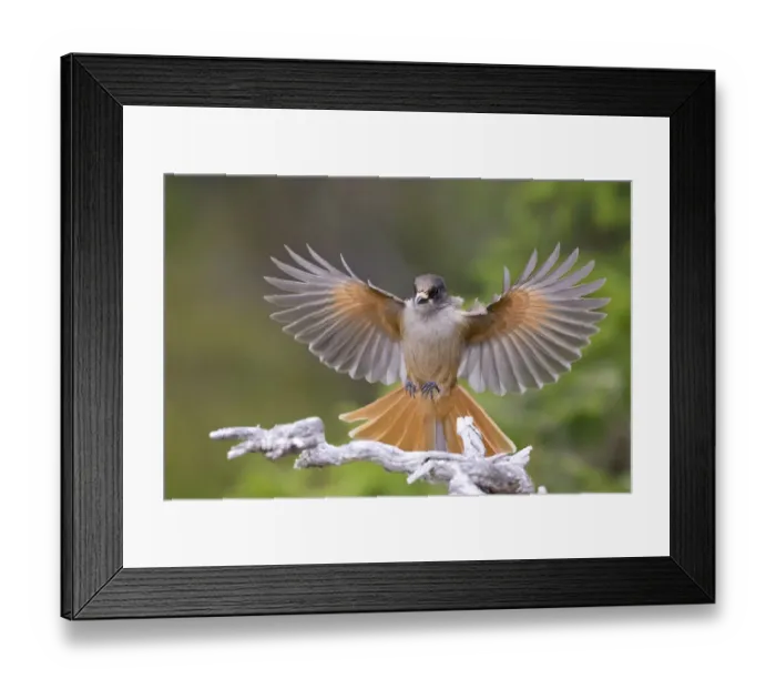 Framed Print : Siberian Jay (Perisoreus infaustus) alighting on a branch. Hamra, Sweden, September Framed Print : Siberian Jay (Perisoreus infaustus) alighting on a branch. Hamra, Sweden, September