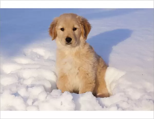 Golden Retriever puppy sitting in snow in late afternoon. Big Rock, Illinois, USA, February