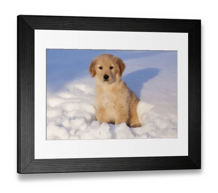 Framed Print : Golden Retriever puppy sitting in snow in late afternoon. Big Rock, Illinois, USA, February Framed Print : Golden Retriever puppy sitting in snow in late afternoon. Big Rock, Illinois, USA, February