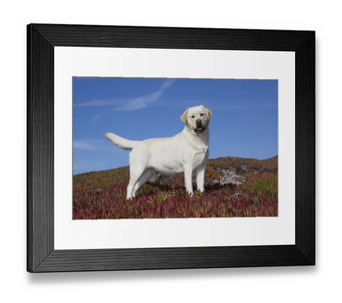Framed Print : Yellow Labrador Retriever standing in glasswort against a blue sky. Monterey Peninsula