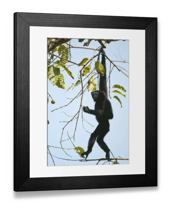 Framed Print : Hoolock Gibbon (Hylobates hoolock) male hanging from a branch. Assam, India, February Framed Print : Hoolock Gibbon (Hylobates hoolock) male hanging from a branch. Assam, India, February