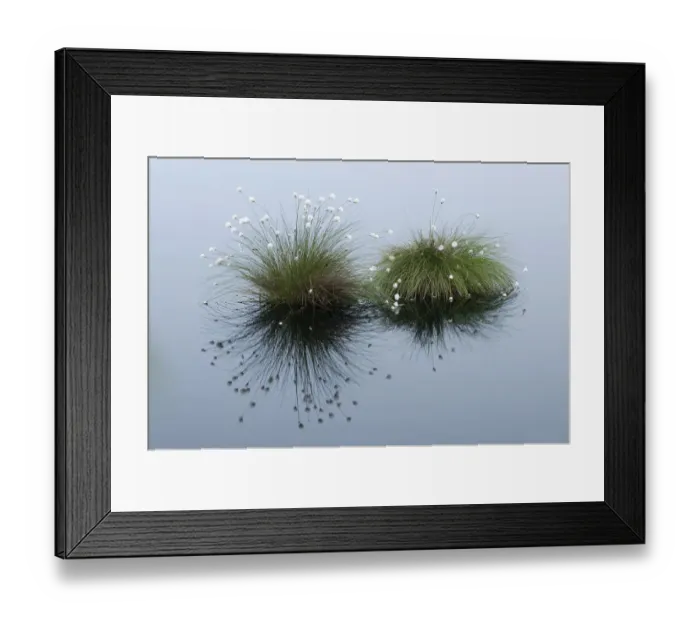 Framed Print : Cotton Grass (Eriophorum vaginatum) growing in water. Goldenstater Moor, Niedersachsen, Germany Framed Print : Cotton Grass (Eriophorum vaginatum) growing in water. Goldenstater Moor, Niedersachsen, Germany
