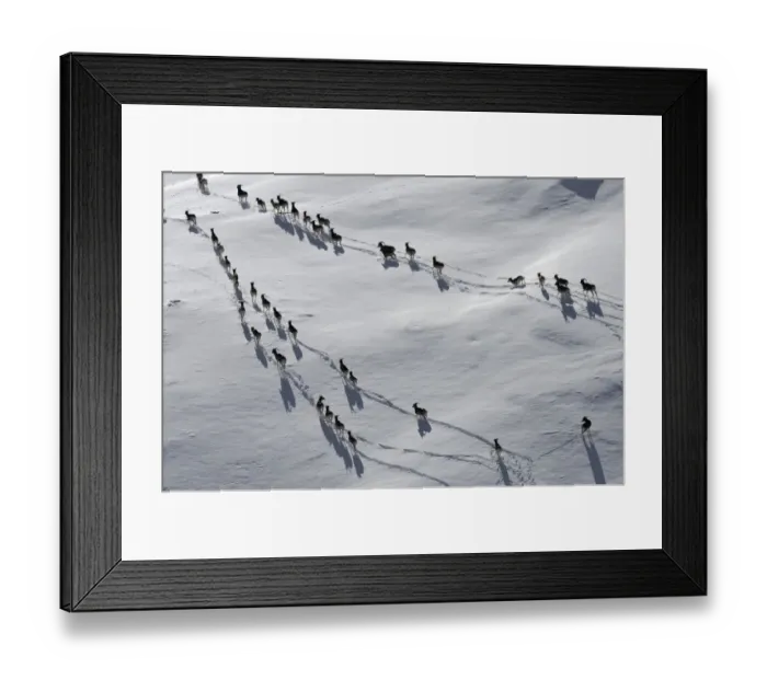 Framed Print : A large herd of Tien Shan Argali (Ovis ammon karelini) making tracks through snow Framed Print : A large herd of Tien Shan Argali (Ovis ammon karelini) making tracks through snow