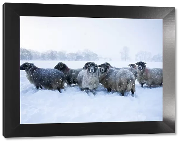 Domestic sheep (Ovis aries) flock of Northumberland blackface sheep in snow, Tarset