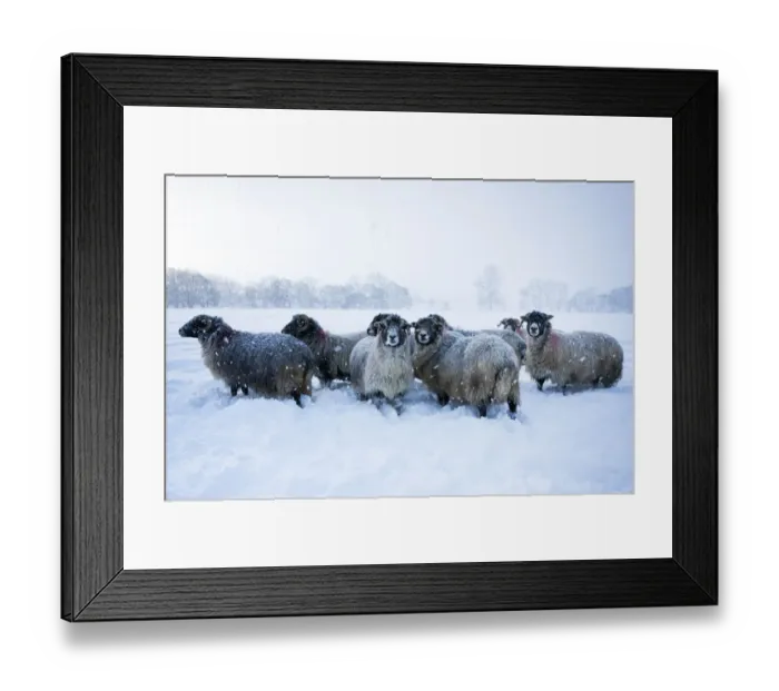 Framed Print : Domestic sheep (Ovis aries) flock of Northumberland blackface sheep in snow, Tarset Framed Print : Domestic sheep (Ovis aries) flock of Northumberland blackface sheep in snow, Tarset