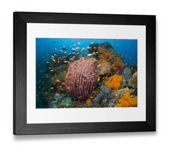 Framed Print : Barrel Sponge (Xestospongia testudinaria) on coral reef with soft corals (Scleronephthya sp) Framed Print : Barrel Sponge (Xestospongia testudinaria) on coral reef with soft corals (Scleronephthya sp)