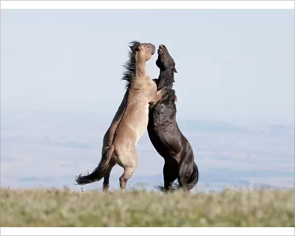 Wild Horses  /  mustangs, two stallions rearing up fighting, Pryor Mountains, Montana