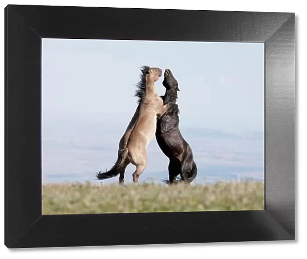 Wild Horses  /  mustangs, two stallions rearing up fighting, Pryor Mountains, Montana