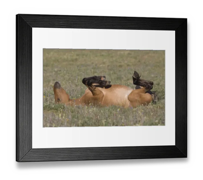 Framed Print : Wild horse  /  mustang, mare rolling, Pryor Mountains, Montana, USA, July