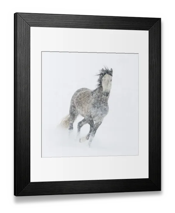 Framed Print : Andalusian mare running in snow storm, Colorado, USA Framed Print : Andalusian mare running in snow storm, Colorado, USA