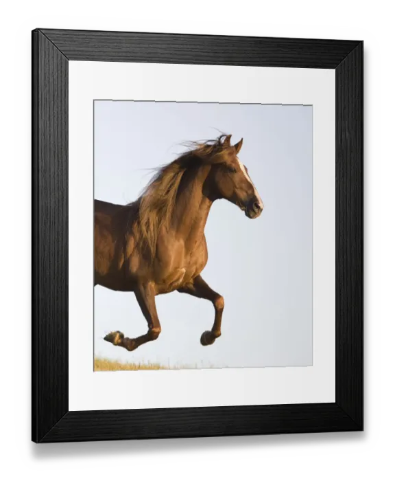 Framed Print : Chestnut Paso peruvian stallion running, California, USA Framed Print : Chestnut Paso peruvian stallion running, California, USA