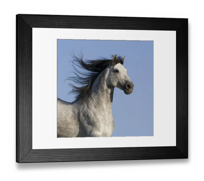 Framed Print : Grey Andalusian / Spanish stallion running, California, USA Framed Print : Grey Andalusian / Spanish stallion running, California, USA