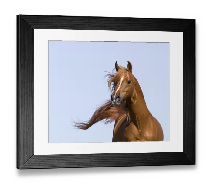 Framed Print : Chestnut arabian stallion running, California, USA Framed Print : Chestnut arabian stallion running, California, USA