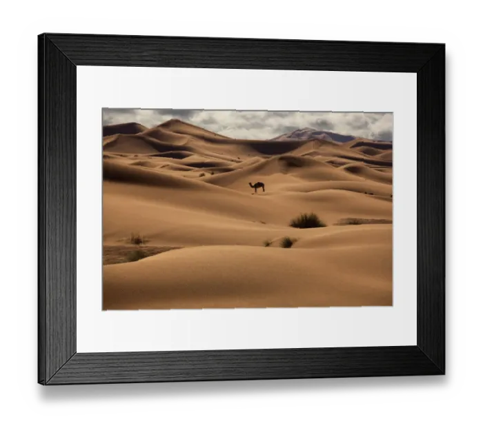Framed Print : Dromedary Camel (Camelus dromedarius) in the Erg Chebbi Dunes. Sahara Desert, Morocco Framed Print : Dromedary Camel (Camelus dromedarius) in the Erg Chebbi Dunes. Sahara Desert, Morocco