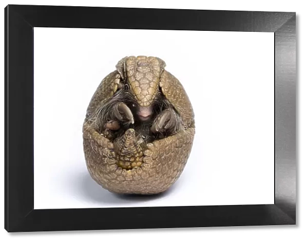 Three-banded Armadillo (Tolypeutes tricinctus) rolled up in defensive posture. Captive