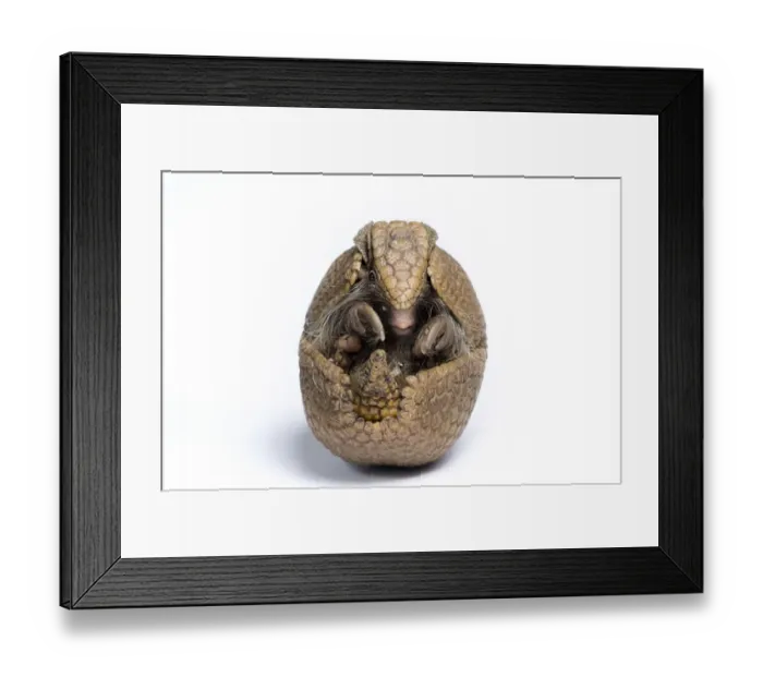 Framed Print : Three-banded Armadillo (Tolypeutes tricinctus) rolled up in defensive posture. Captive Framed Print : Three-banded Armadillo (Tolypeutes tricinctus) rolled up in defensive posture. Captive