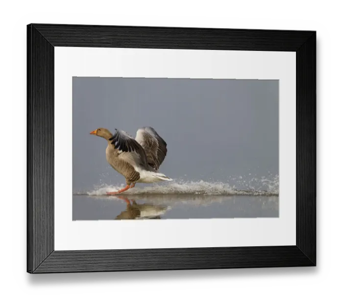 Framed Print : Greylag Goose (Anser anser) landing on water. Norfolk, UK, Europe, April Framed Print : Greylag Goose (Anser anser) landing on water. Norfolk, UK, Europe, April