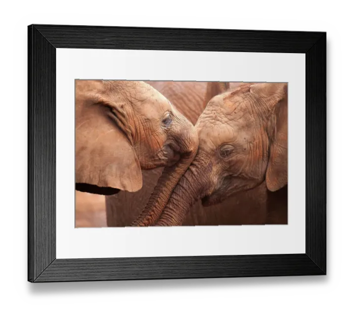 Framed Print : Two orphan baby Elephants (Loxodonta africana) being affectionate Framed Print : Two orphan baby Elephants (Loxodonta africana) being affectionate