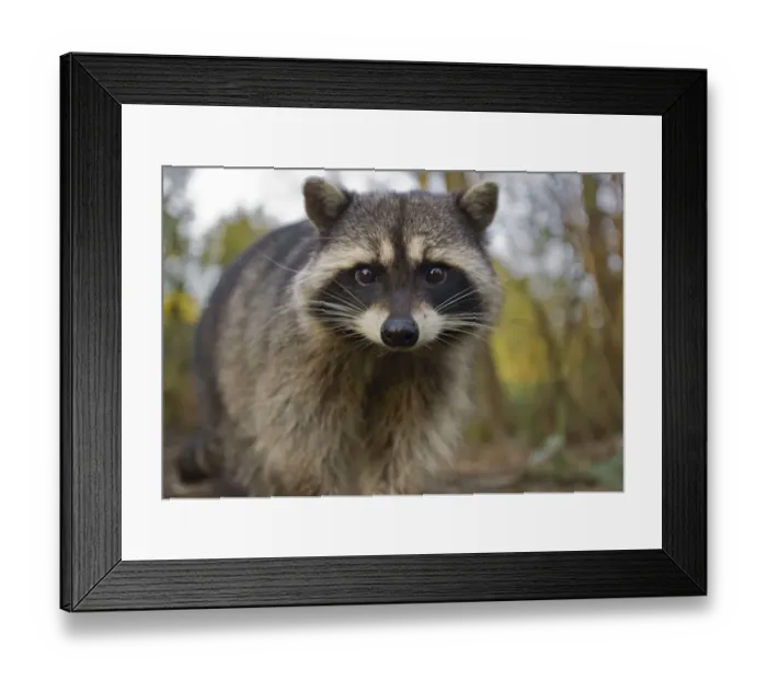 Framed Print : Portrait of a Common Racoon (Procyon lotor). Stanley Park, Vancouver, Canada, March Framed Print : Portrait of a Common Racoon (Procyon lotor). Stanley Park, Vancouver, Canada, March