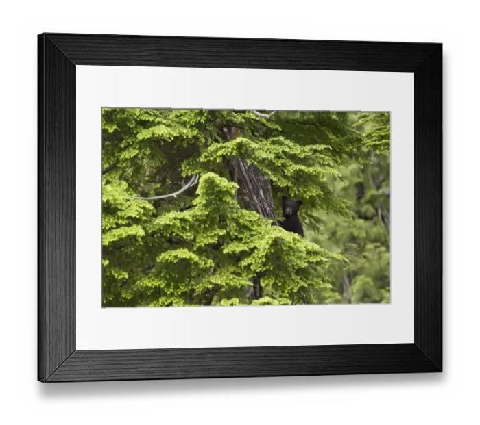 Framed Print : Black Bear (Ursus americanus) cub in tree branches Framed Print : Black Bear (Ursus americanus) cub in tree branches