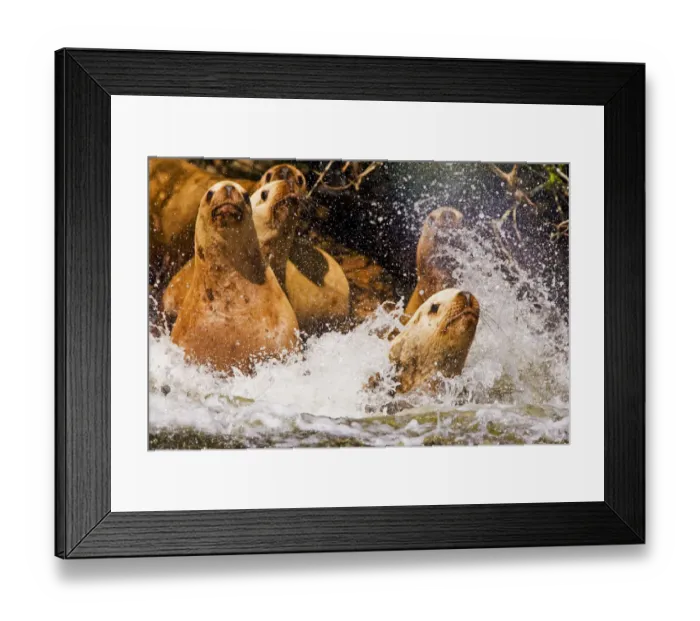 Framed Print : Stellers Sealion (Eumetopias jubata) stampede into the water. Clayoquot Sound Framed Print : Stellers Sealion (Eumetopias jubata) stampede into the water. Clayoquot Sound