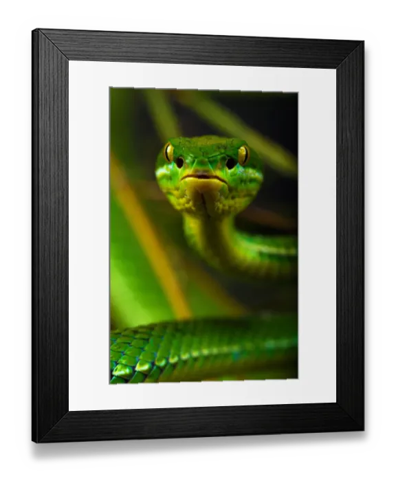 Framed Print : White-lipped / Green tree viper (Cryptelytrops albolabris) captive, from SE Asia Framed Print : White-lipped / Green tree viper (Cryptelytrops albolabris) captive, from SE Asia