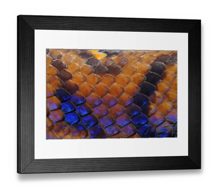 Framed Print : Close up of skin of Rainbow boa (Epicrates cenchria cenchria) captive, from French Guiana Framed Print : Close up of skin of Rainbow boa (Epicrates cenchria cenchria) captive, from French Guiana
