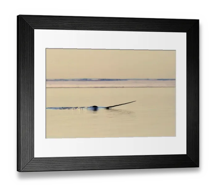 Framed Print : Narwhal (Monodon monoceros) showing tusk above water surface. Baffin Island, Nunavut, Canada, April Framed Print : Narwhal (Monodon monoceros) showing tusk above water surface. Baffin Island, Nunavut, Canada, April