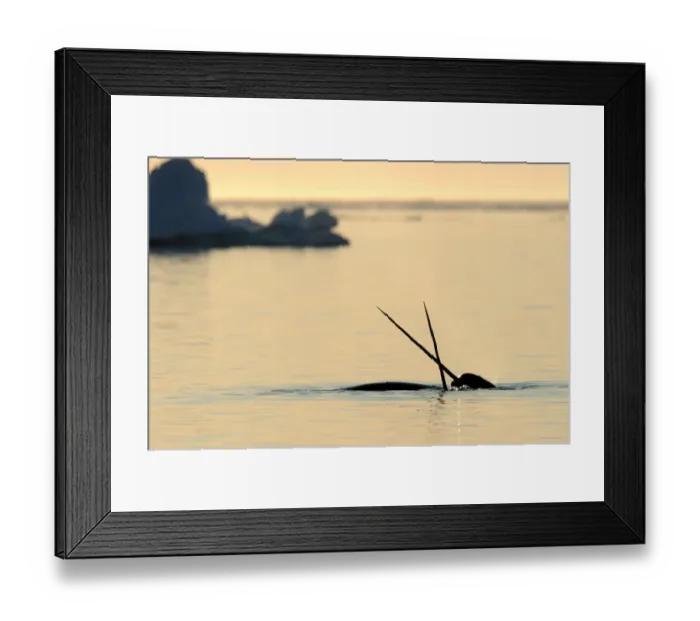 Framed Print : Narwhal (Monodon monoceros) crossing tusks above water surface. Baffin Island, Nunavut