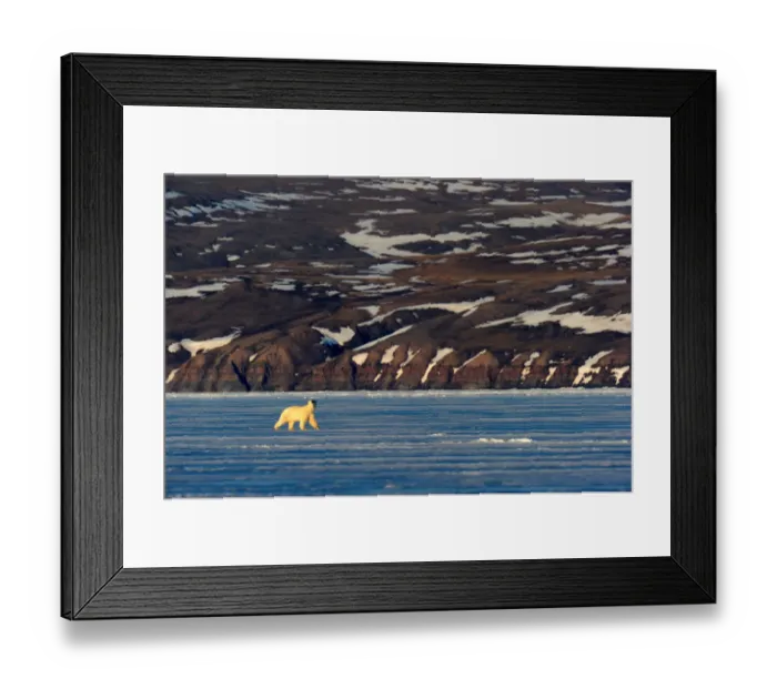 Framed Print : Polar Bear (Ursus maritimus) walking on icepack with arctic coast in the background Framed Print : Polar Bear (Ursus maritimus) walking on icepack with arctic coast in the background