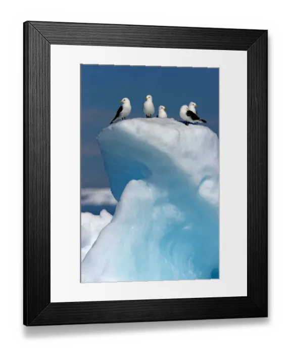 Framed Print : Black-legged Kittiwake (Rissa tridactyla) on ice. Floe edge, Arctic Bay, Nunavut, Canada, April Framed Print : Black-legged Kittiwake (Rissa tridactyla) on ice. Floe edge, Arctic Bay, Nunavut, Canada, April