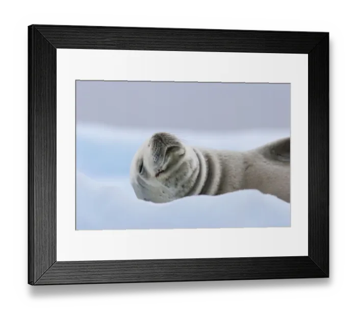 Framed Print : Crabeater Seal (Lobodon carcinophaga) hauled out on ice. Pleneau Island, Antarctica, January Framed Print : Crabeater Seal (Lobodon carcinophaga) hauled out on ice. Pleneau Island, Antarctica, January
