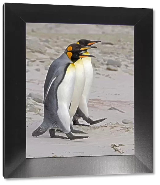 King Penguin (Aptenodytes patagonicus) trio walking in line beside each other on a beach