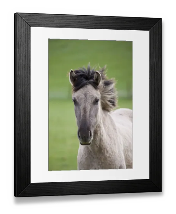 Framed Print : Konik horses (Equus caballus) - wild Konik filly, Millingerwaard nature reserve Framed Print : Konik horses (Equus caballus) - wild Konik filly, Millingerwaard nature reserve