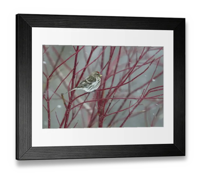 Framed Print : Redpoll (Carduelis flammea) perched on a branch in snow. Breton Marsh, French Atlantic Coast Framed Print : Redpoll (Carduelis flammea) perched on a branch in snow. Breton Marsh, French Atlantic Coast