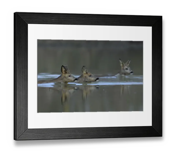 Framed Print : Roe Deer (Capreolus capreolus) swimming across River Allier, France, February Framed Print : Roe Deer (Capreolus capreolus) swimming across River Allier, France, February