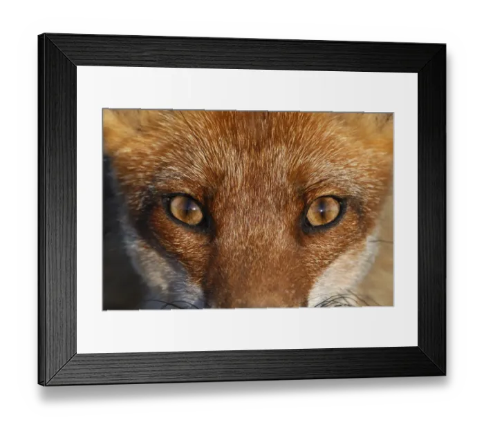 Framed Print : Close-up portrait of a Red Fox (Vulpes vulpes). Vosges, France, June Framed Print : Close-up portrait of a Red Fox (Vulpes vulpes). Vosges, France, June