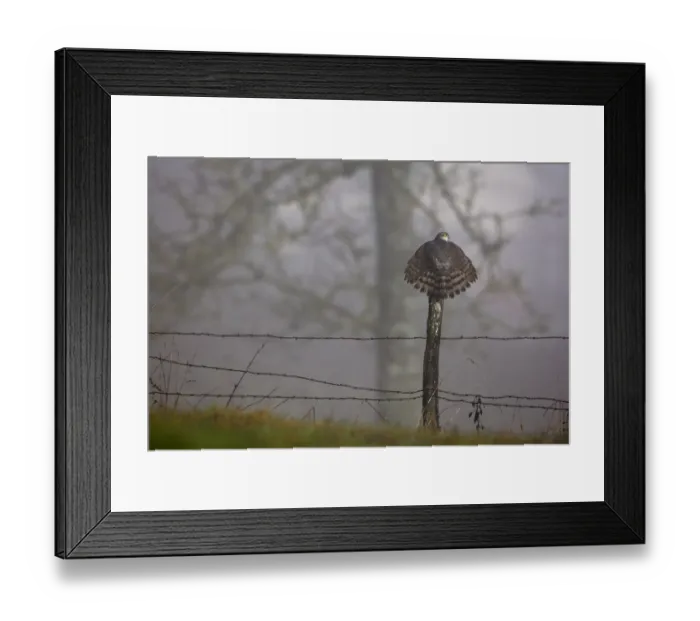 Framed Print : Eurasian Sparrowhawk (Accipiter nisus) rear view perching on fence post with tail feathers spread Framed Print : Eurasian Sparrowhawk (Accipiter nisus) rear view perching on fence post with tail feathers spread