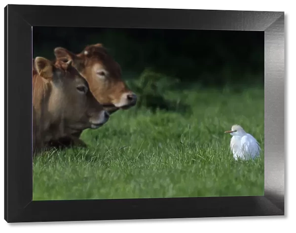 Western Cattle Egret (Bubulcus ibis) in a field by domestic cattle. River Allier, France, May