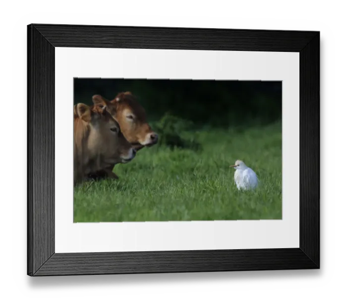 Framed Print : Western Cattle Egret (Bubulcus ibis) in a field by domestic cattle. River Allier, France, May Framed Print : Western Cattle Egret (Bubulcus ibis) in a field by domestic cattle. River Allier, France, May