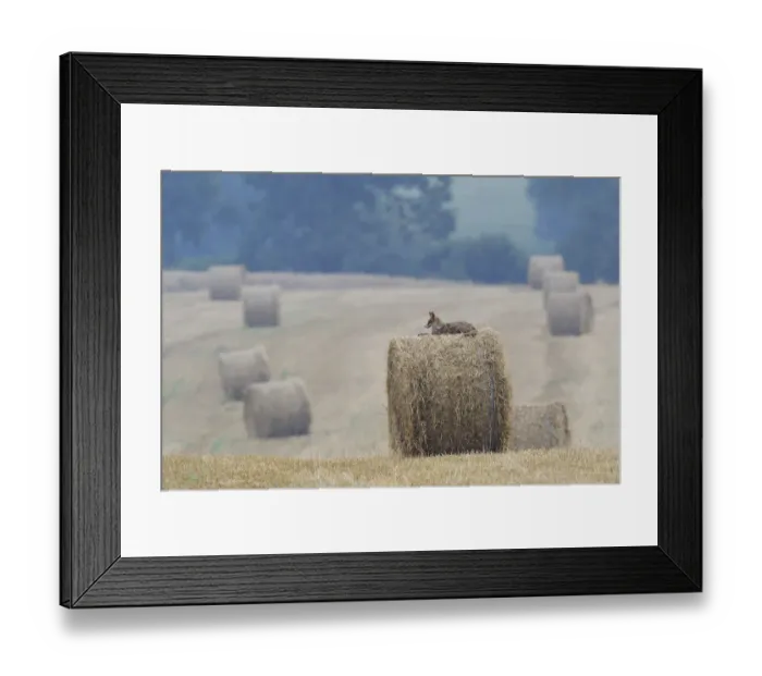 Framed Print : Red Fox (Vulpes vulpes) resting on straw bale in field. Vosges, France, July Framed Print : Red Fox (Vulpes vulpes) resting on straw bale in field. Vosges, France, July