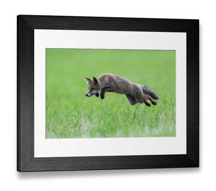 Framed Print : Red Fox (Vulpes vulpes) pouncing in grass. Vosges, France, July Framed Print : Red Fox (Vulpes vulpes) pouncing in grass. Vosges, France, July